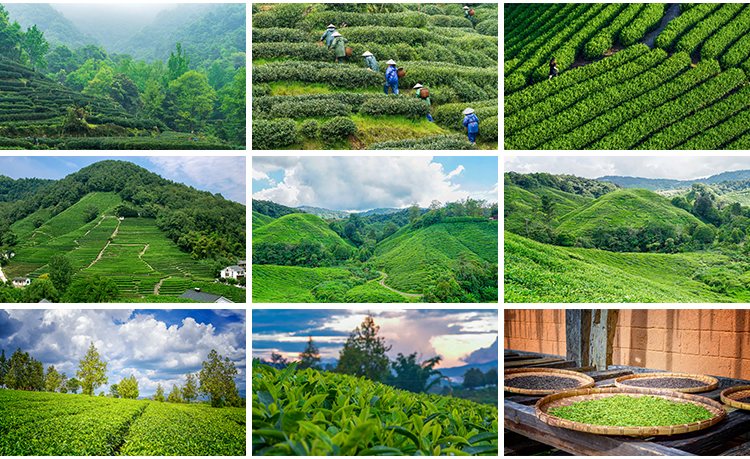 茶园茶山上茶叶茶树嫩芽绿茶采茶梯田茶场田园自然风光图片照素材插图8