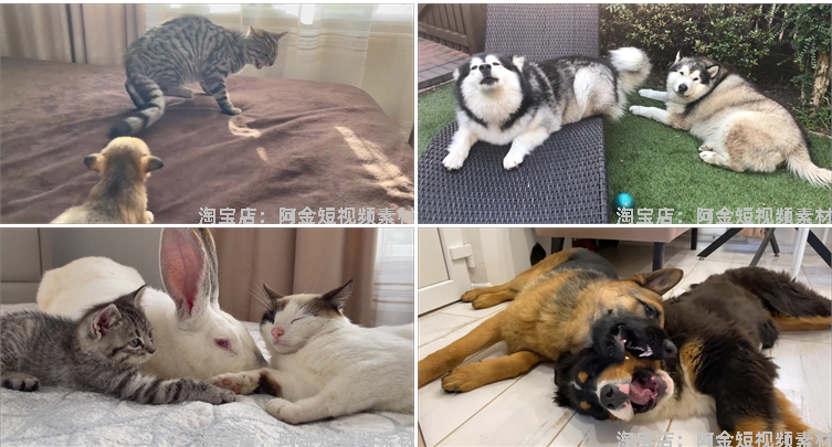 国外宠物萌宠搞笑动物猫咪狗狗抖音短视频自媒体高清实拍素材剪辑插图8