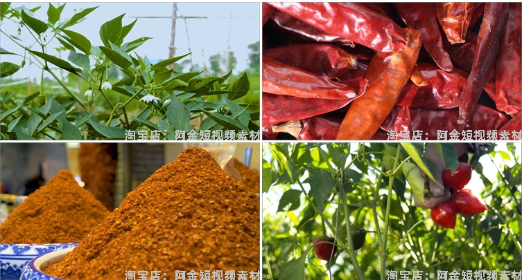 晾晒红辣椒小米农业种植收获采摘青辣椒抖音视频高清实拍素材剪辑插图8