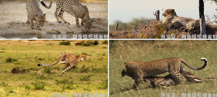 猎豹合集森林狩猎奔跑金钱豹非洲野生动物园视频高清实拍素材剪辑插图8