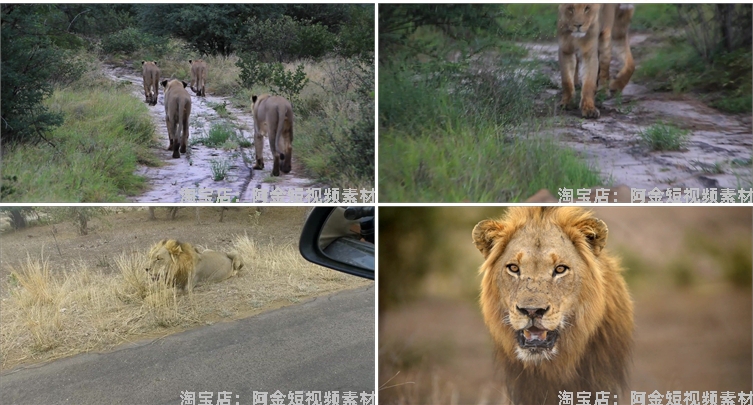 狮子合集野生动物园森林大自然荒野短视频自媒体高清实拍素材剪辑插图8