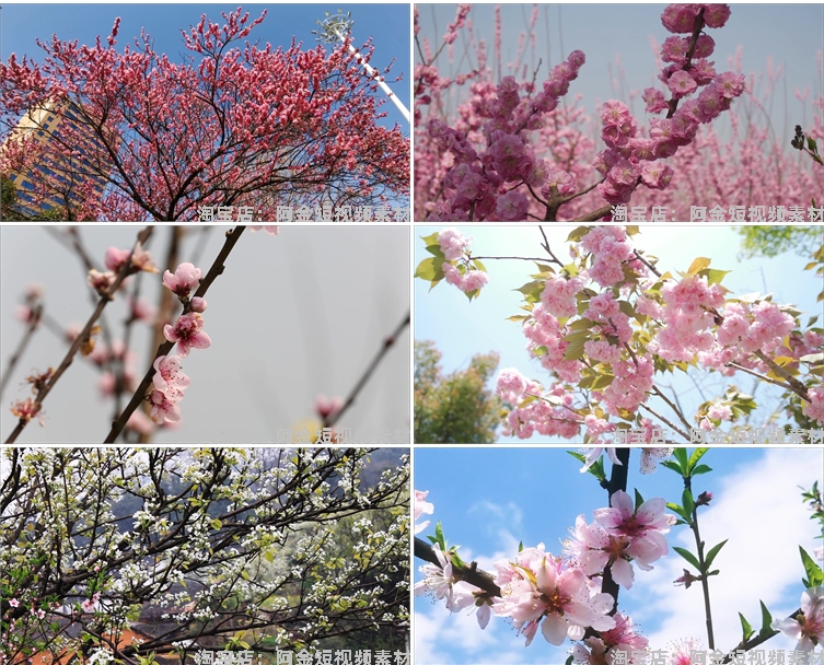 唯美浪漫桃花春暖花开乡村风景素材高清旅游自然治愈系短视频背景插图8