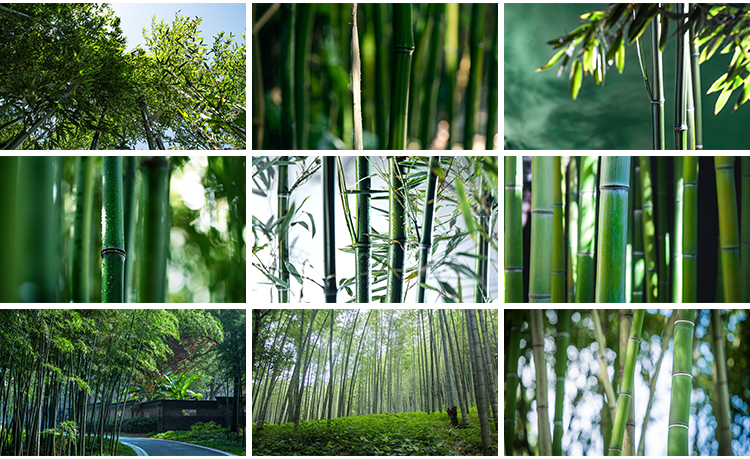 竹林竹子竹叶子绿色小清新青翠植物背景自然风景摄影JPG图片素材插图8