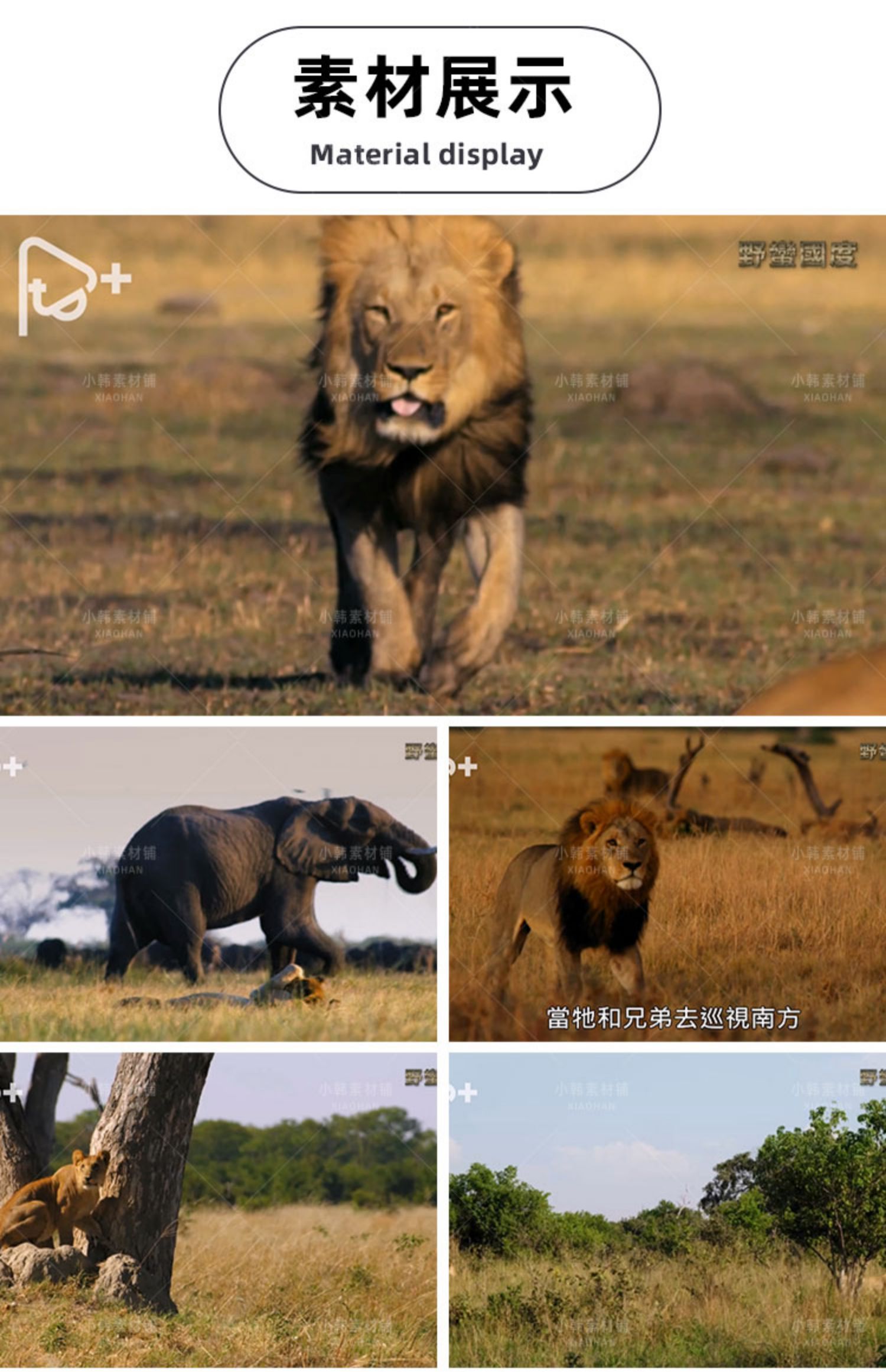 野生动物版权利的游戏野蛮王国1-3季自媒体快手抖音视频剪辑素材插图8