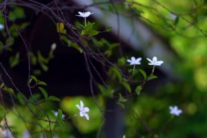 小百花盛开实拍视频素材