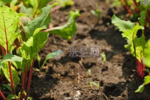 植物萌芽大棚生产系列视频素材