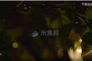 雨中植物路灯视频素材