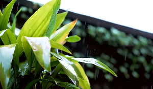 雨中植物下雨视频素材