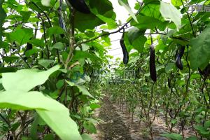 科技种植技术茄子收获大棚生产系列视频素材