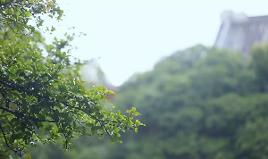 雨中树梢下雨视频素材