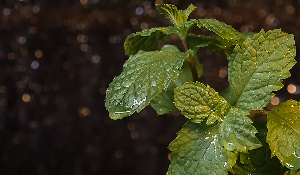 雨后水滴树叶雨滴视频素材