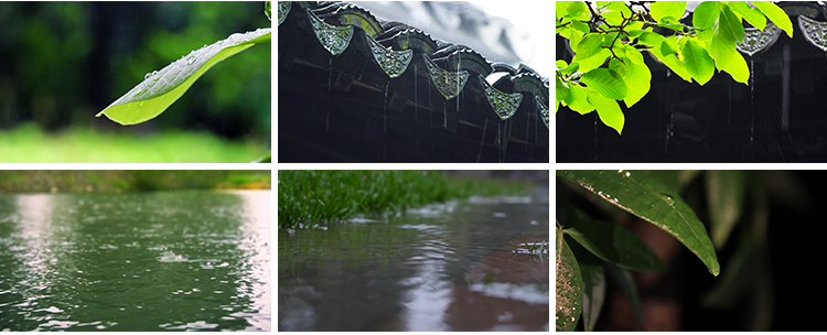 春雨雨滴下雨树叶绿叶清新绿色植物叶子雨水唯美意境春天视频素材插图10