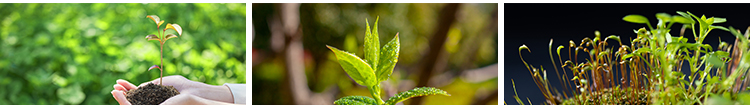 春天植物发芽生长嫩芽萌芽土壤成长希望绿色青草生机高清图片素材插图10