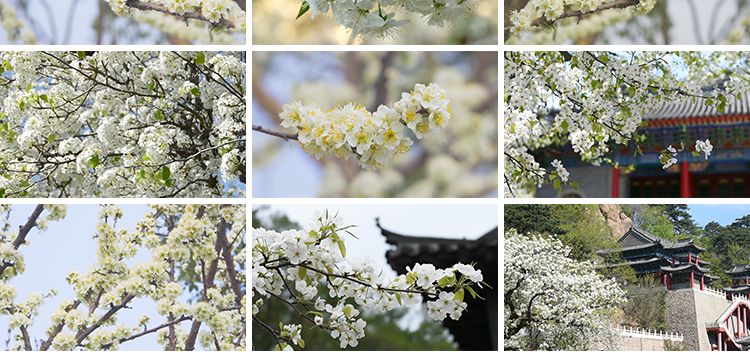 春天梨树开花朵梨花盛开绽放特写古建筑唯美春暖花开实拍视频素材插图10