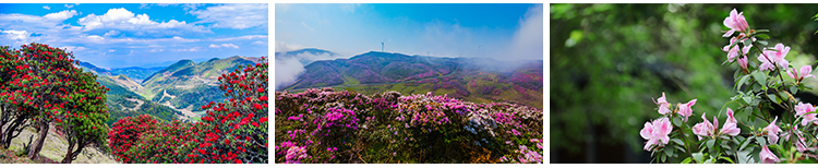 盛开杜鹃花特写唯美花卉花朵鲜花植物映山红春天花海摄影图片素材插图10