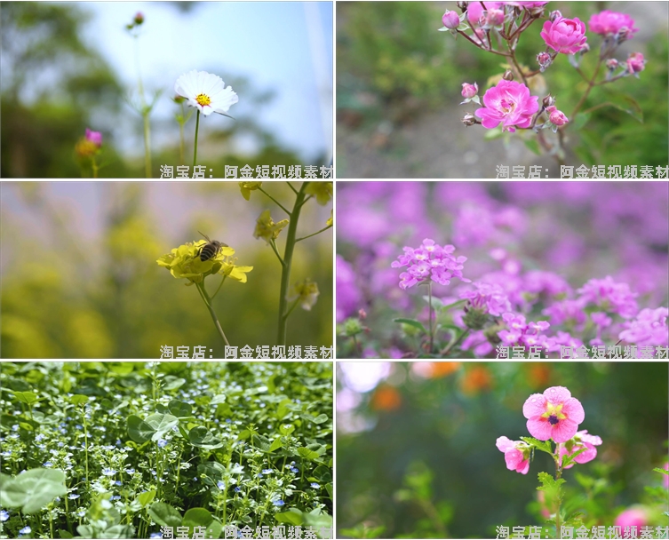 春暖花开花朵绽放花卉鲜花风景素材高清春天自然治愈系短视频背景插图4