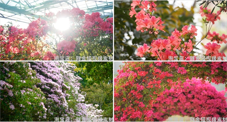 杜鹃花花海盛开春天春暖花开绽放风景素材高清自然实拍短视频背景插图4