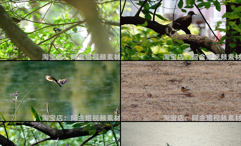 飞鸟岸边的海鸥飞翔树枝上的小鸟动物麻雀鸟空镜头剪辑短视频素材插图3