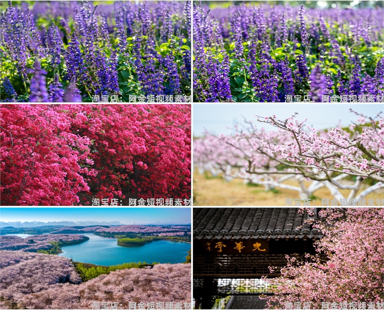 花海花田花朵花丛jpg风景高清抖音绿幕虚拟直播间led背景图片素材插图3