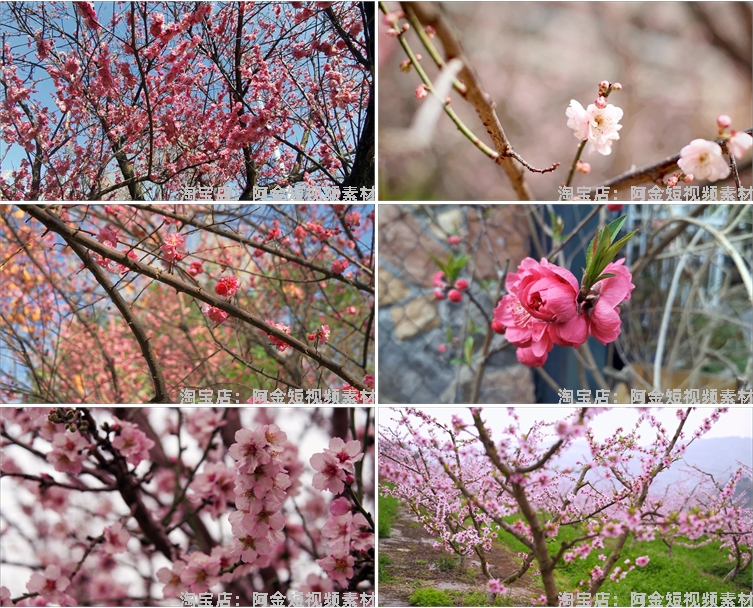 唯美浪漫桃花春暖花开乡村风景素材高清旅游自然治愈系短视频背景插图4