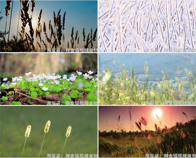 唯美野花野草自然植物夕阳风景素材高清旅游自然治愈系短视频背景插图3