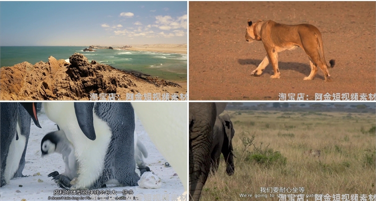 野生动物世界纪录片中视频解说科普视频4k国外觅食捕猎剪辑素材插图4