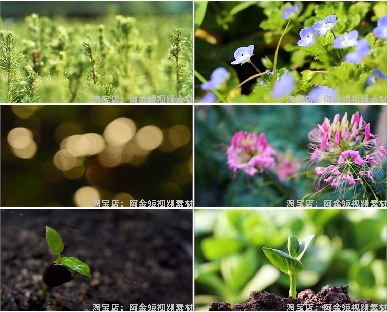 植物生长种子快速发芽延时绿色幼苗破土而出春天视频剪辑视频素材插图4