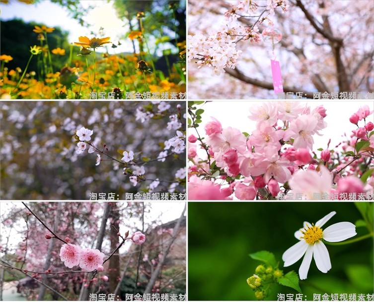 春暖花开花朵绽放花卉鲜花风景素材高清春天自然治愈系短视频背景插图3
