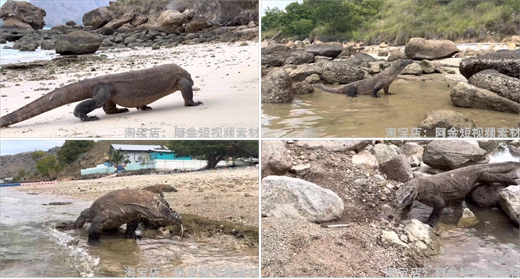 国外科莫多巨蜥吞咽猎物动物猎奇捕猎视频自媒体高清实拍素材剪辑插图3