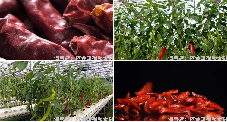 晾晒红辣椒小米农业种植收获采摘青辣椒抖音视频高清实拍素材剪辑插图3