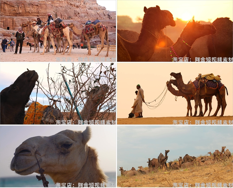 沙漠骆驼商队行走夕阳大漠丝绸之路经济商贸驼队抖音短视频素材插图3