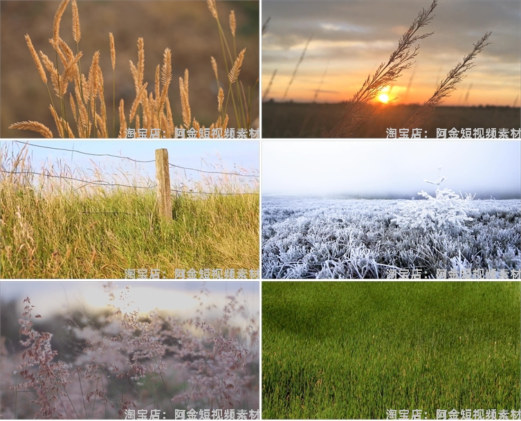 唯美野花野草自然植物夕阳风景素材高清旅游自然治愈系短视频背景插图6