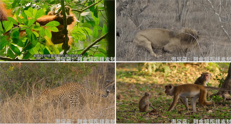 野生动物世界纪录片中视频解说科普视频4k国外觅食捕猎剪辑素材插图3