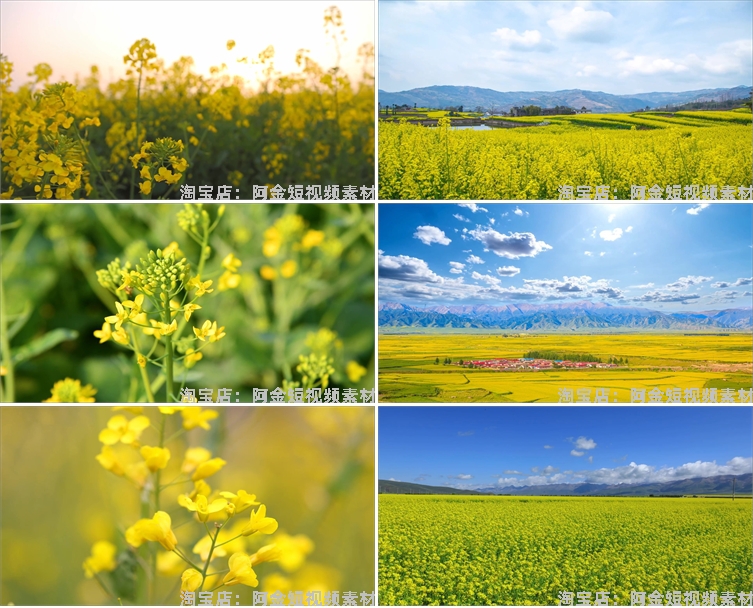 油菜花海唯美春天田园横屏风景素材高清旅游自然治愈系短视频背景插图3