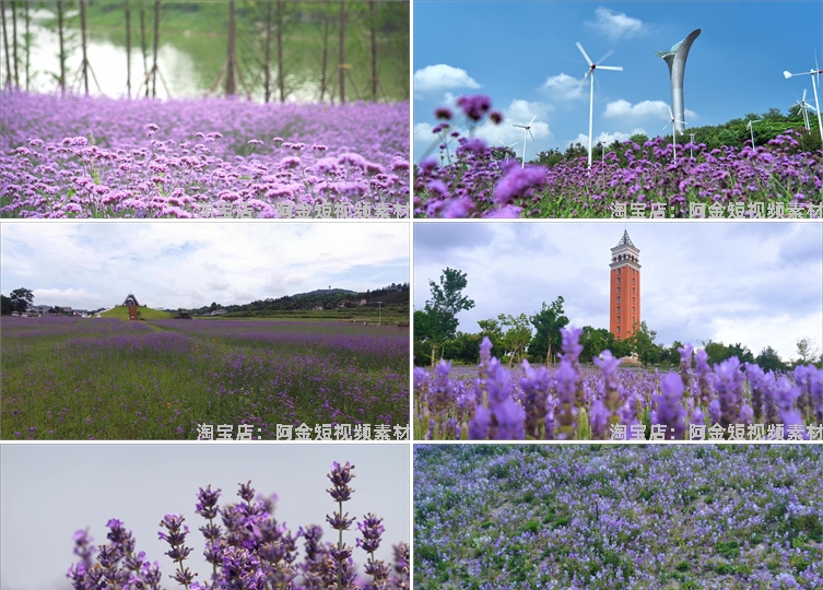 紫色薰衣草唯美花海庄园农田风景素材高清旅游自然治愈系视频背景插图3