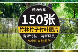 竹林竹子竹叶子绿色小清新青翠植物背景自然风景摄影JPG图片素材