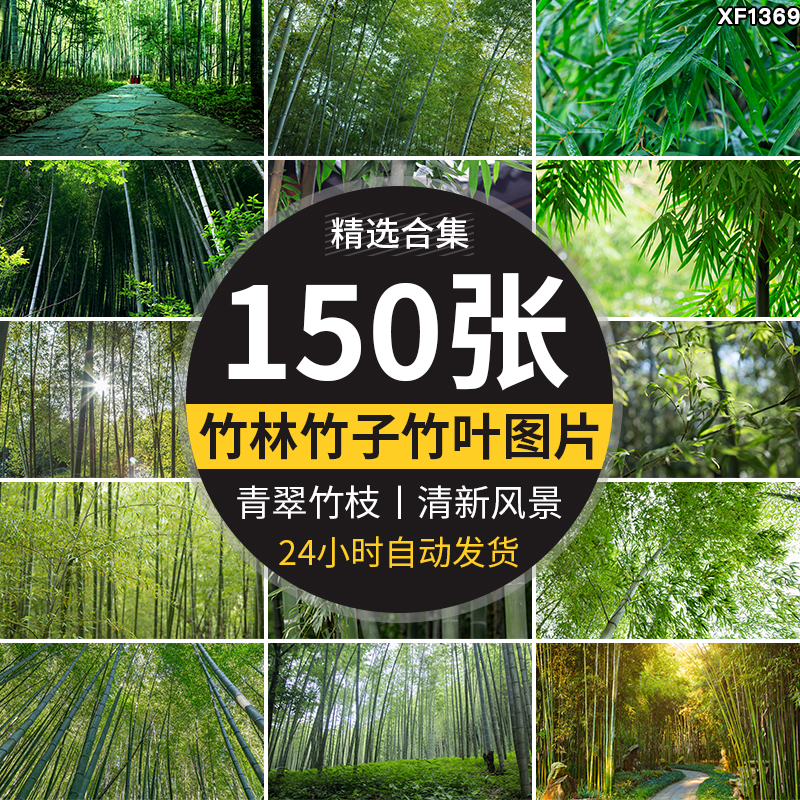 竹林竹子竹叶子绿色小清新青翠植物背景自然风景摄影JPG图片素材插图