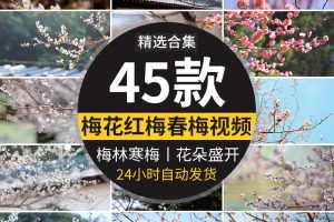 梅花园梅林寒梅春梅腊梅花朵绽放特写红梅冬梅4K高清实拍视频素材