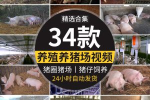 养殖场散养肉猪小猪仔猪崽生猪母猪饲养猪圈畜牧业猪场短视频素材