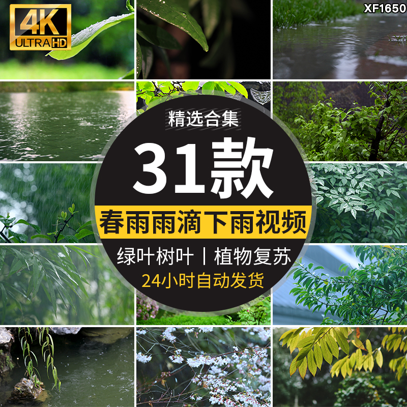 春雨雨滴下雨树叶绿叶清新绿色植物叶子雨水唯美意境春天视频素材插图