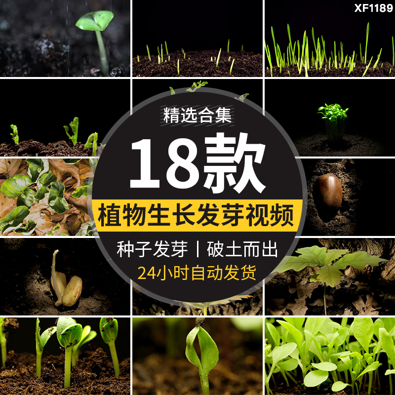 种子发芽植物快速生长延时绿色幼苗嫩苗从土壤破土而出短视频素材插图