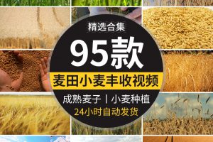 农业丰收秋季麦田发展麦苗青绿色麦穗金色小麦子成熟粮食视频素材