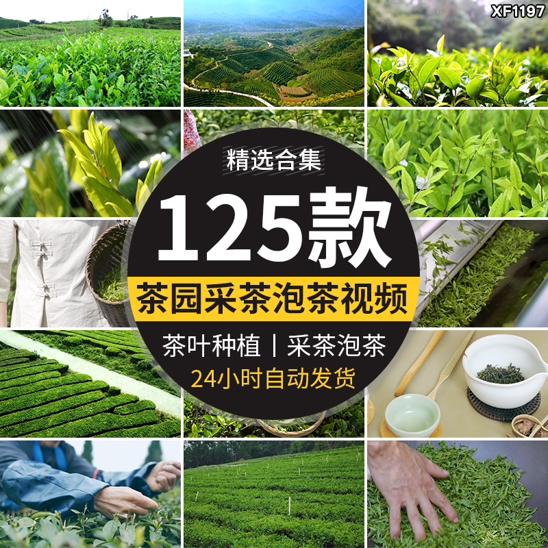 茶园采茶航拍倒茶喝茶文化茶农山茶绿茶泡茶艺茶道茶叶短视频素材插图