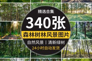 绿色森林树林小路唯美绿叶绿树大树清新风景抖音图片高清设计素材