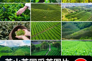 茶园茶山上茶叶茶树嫩芽绿茶采茶梯田茶场田园自然风光图片照素材