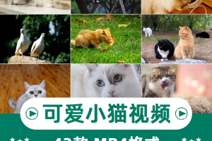 小猫可爱动物横版高清抖音自媒体pr剪辑背景视频素材