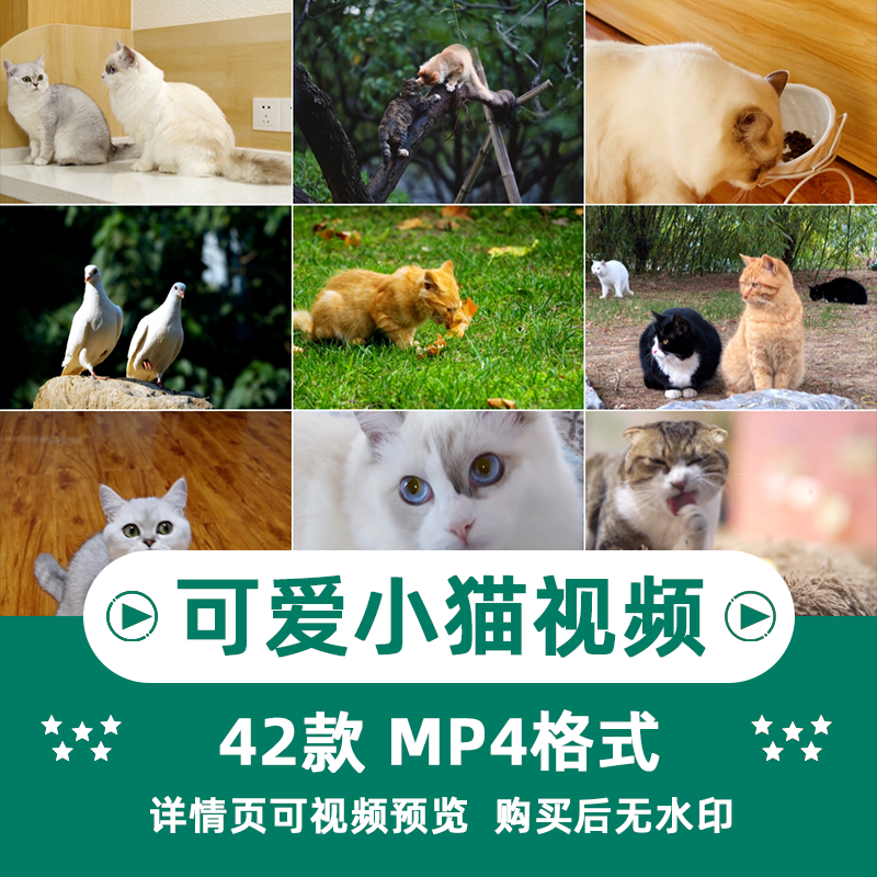 小猫可爱动物横版高清抖音自媒体pr剪辑背景视频素材插图