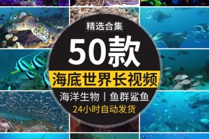 4K海底世界海洋生物动物鱼群鲨鱼珊瑚海豚特写实拍高清长视频素材