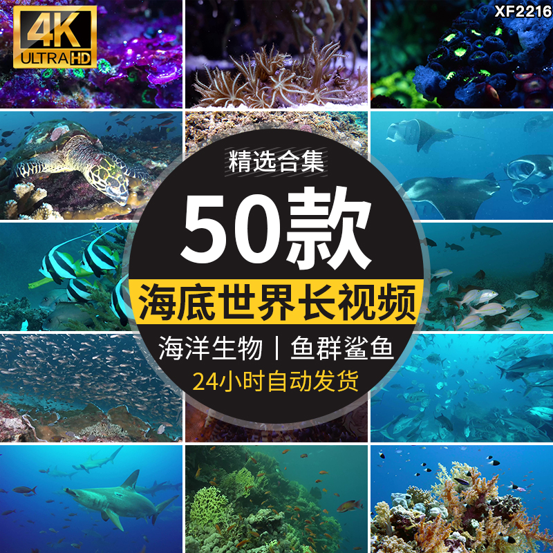 4K海底世界海洋生物动物鱼群鲨鱼珊瑚海豚特写实拍高清长视频素材插图