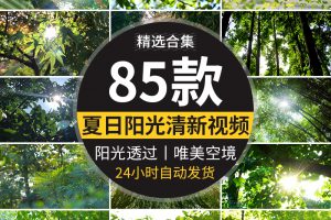 4K夏日阳光透过树叶森林空境升格大自然唯美清新绿叶实拍视频素材